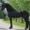 Don't Miss This Friesian Gelding Horse For Sale .  on HorseYard.com.au