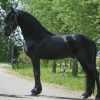 Don't Miss This Friesian Gelding Horse . on HorseYard.com.au