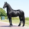 Dominic Friesian Sport Horse With Show Potential on HorseYard.com.au