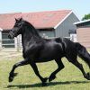 Stunning Freisian Mare.  on HorseYard.com.au