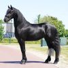 Smooth skin friesian gelding horse Koko on HorseYard.com.au