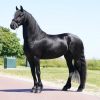 Clean and lovely Friesian gelding horse. on HorseYard.com.au