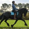 Youth boy friesian gelding horse. on HorseYard.com.au