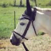 Fun TBxWelsh pony allrounder on HorseYard.com.au