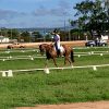 Quiet OTT Gelding on HorseYard.com.au