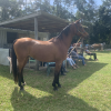 Stunning Purebred Arabian Gelding 6 year old on HorseYard.com.au