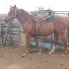 LOVELY STOCK HORSE MARE on HorseYard.com.au