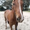 5 year old thoroughbred  on HorseYard.com.au