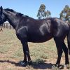 Warmblood cross mare on HorseYard.com.au