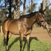 great project or broodmare on HorseYard.com.au