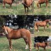 Welsh x Australian Riding Pony  on HorseYard.com.au