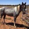 Gelding Welsh X ASH on HorseYard.com.au