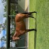 Handy Little Mare for Sale on HorseYard.com.au