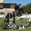 Beautiful Moving Showjumper on HorseYard.com.au