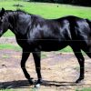 Quiet Jet Black QH Gelding + VIDEO+ on HorseYard.com.au