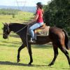 Quiet Chocolate QH X Stock Mare + VIDEO+ on HorseYard.com.au