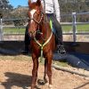 Nice loving little chestnut gilding on HorseYard.com.au