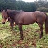 OTT horse for sale on HorseYard.com.au