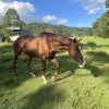 15 hh thoroughbred Geilding 11yrs old Chestnut with white markings on HorseYard.com.au