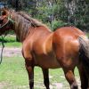 SUPER QUIET QH MARE on HorseYard.com.au