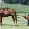 Red Sulky Plus Full Set English Harness on HorseYard.com.au