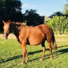 Registered ASH Mare PTIF on HorseYard.com.au