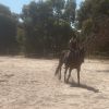 Beautiful 17hh standy on HorseYard.com.au