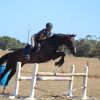 One in a million all-rounder on HorseYard.com.au