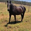 Stock Horse mare on HorseYard.com.au