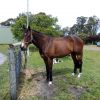 Gorgeous boy with all the hard work done!  on HorseYard.com.au