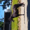 Friesian X Mare  on HorseYard.com.au