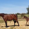 FREE LEASE*TROTTING BROODMARE*PROVEN BREEDER*READY NOW on HorseYard.com.au