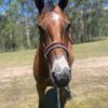 Project All Rounder on HorseYard.com.au