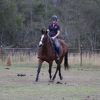 NZ Thoroughbred Bay Mare on HorseYard.com.au