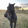 Lovely 14.3 hh 12 year old ASH x Arab mare on HorseYard.com.au