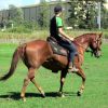 Dead Quiet Red Pure QH Gelding + VIDEO+ on HorseYard.com.au