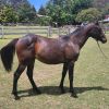 Quarab Filly on HorseYard.com.au