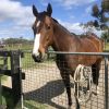 Looking for a forever home  on HorseYard.com.au