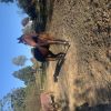 Thoroughbred Mare  on HorseYard.com.au