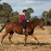 Beginner friendly 8 year old ott gelding thoroughbred on HorseYard.com.au