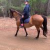 Great Trail Riding Horse on HorseYard.com.au