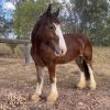 Cyldesdale x Suffolk Punch Mare 8yrs on HorseYard.com.au