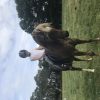 13.2 Haflinger X Gelding 8 years old on HorseYard.com.au