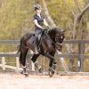 Gentle, responsive registered Percheron Warmblood Gelding  on HorseYard.com.au