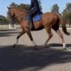 FLASHY GELDING  on HorseYard.com.au