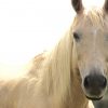 My lovely palomino  on HorseYard.com.au