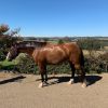 Irish Sport Horse x Waler 5yo 15.2hh gelding on HorseYard.com.au