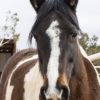 Wanted Beginners Horse wanted on HorseYard.com.au