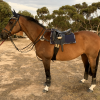 HANDSOME GELDING on HorseYard.com.au