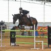 Perfect Schoolmaster Showjumper on HorseYard.com.au